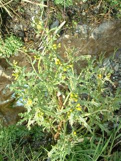 groundsel