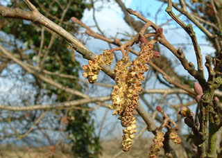 hazel catkin
