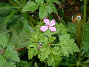 4 Herb Robert