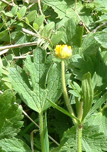 Buttercup