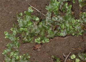 liverwort