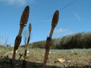 equisetum