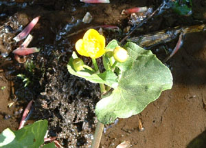 Lesser Celandine