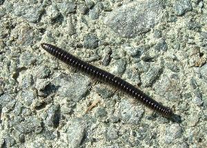 millipede