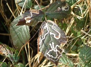 leaf miner