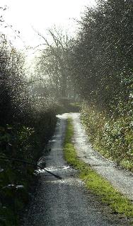 Hedge