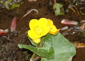 Marsh Marigold
