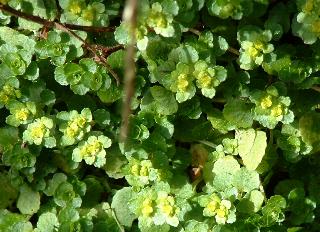 saxifrage