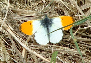 Orange Tip