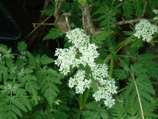 Cow Parsley