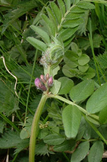 Vetch