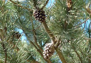 scots pine cones