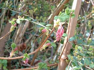 ribes