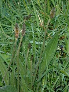 ribwort