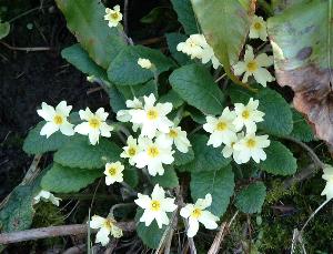 primroses