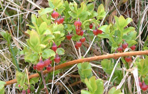 Bilberry