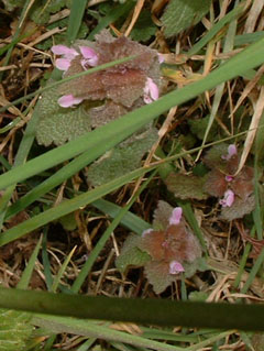 red deadnettle