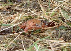 redfrog