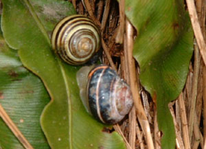 Snails