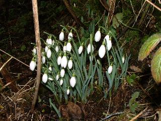 Snowdrops