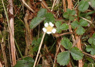 potentilla