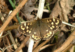 Speckled Wood