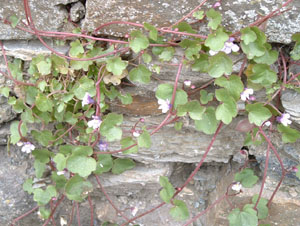 Toad Flax