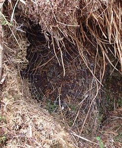 Web