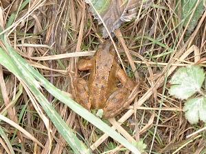 brownfrog