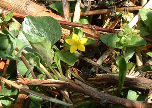 Yellow Pimpernel