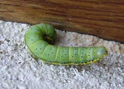 bright green caterpillar