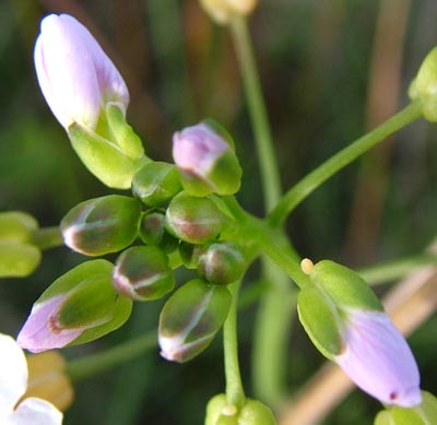 Egg on Lady's Smock