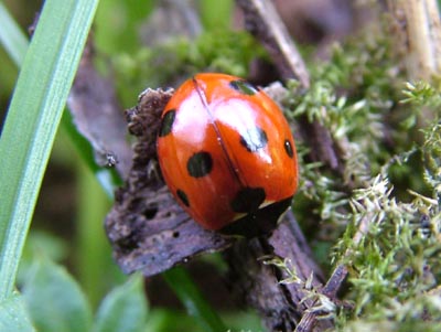 7 spot ladybird