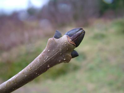 Ash Buds