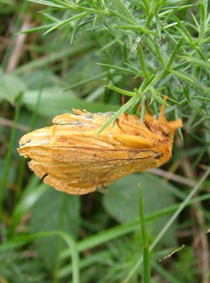 drinker moth