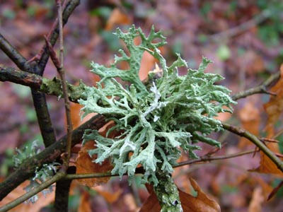 prunastri evernia twig lichen beech
