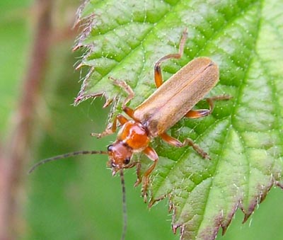 soldier beetle larvae