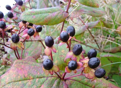 Tutsan Berries