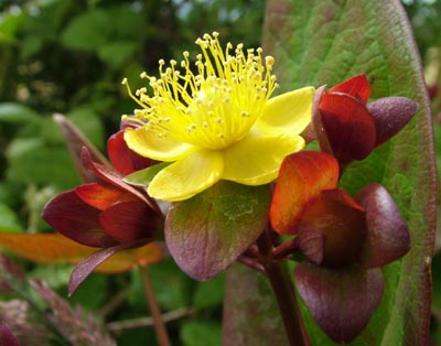 tutsan-flower.JPG