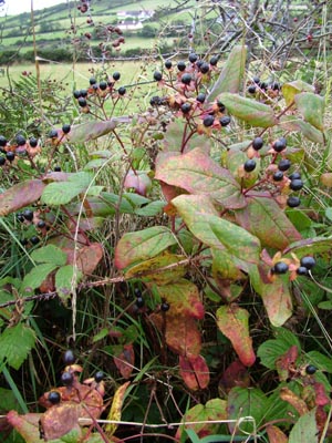 Tutsan plant