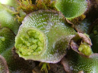 Marchantia Gemmae Cup