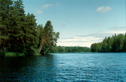picture of forest