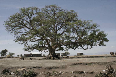 tree dry