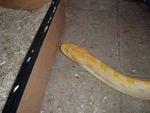 Albino Burmese Python