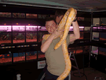 Albino Burmese Python