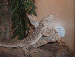 Bearded Dragon