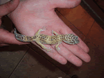 Leopard Gecko