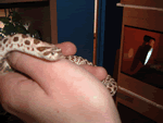 Western Hognose Snake