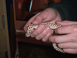 Western Hognose Snake