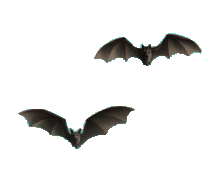 A COUPLE OF SCARY BATS